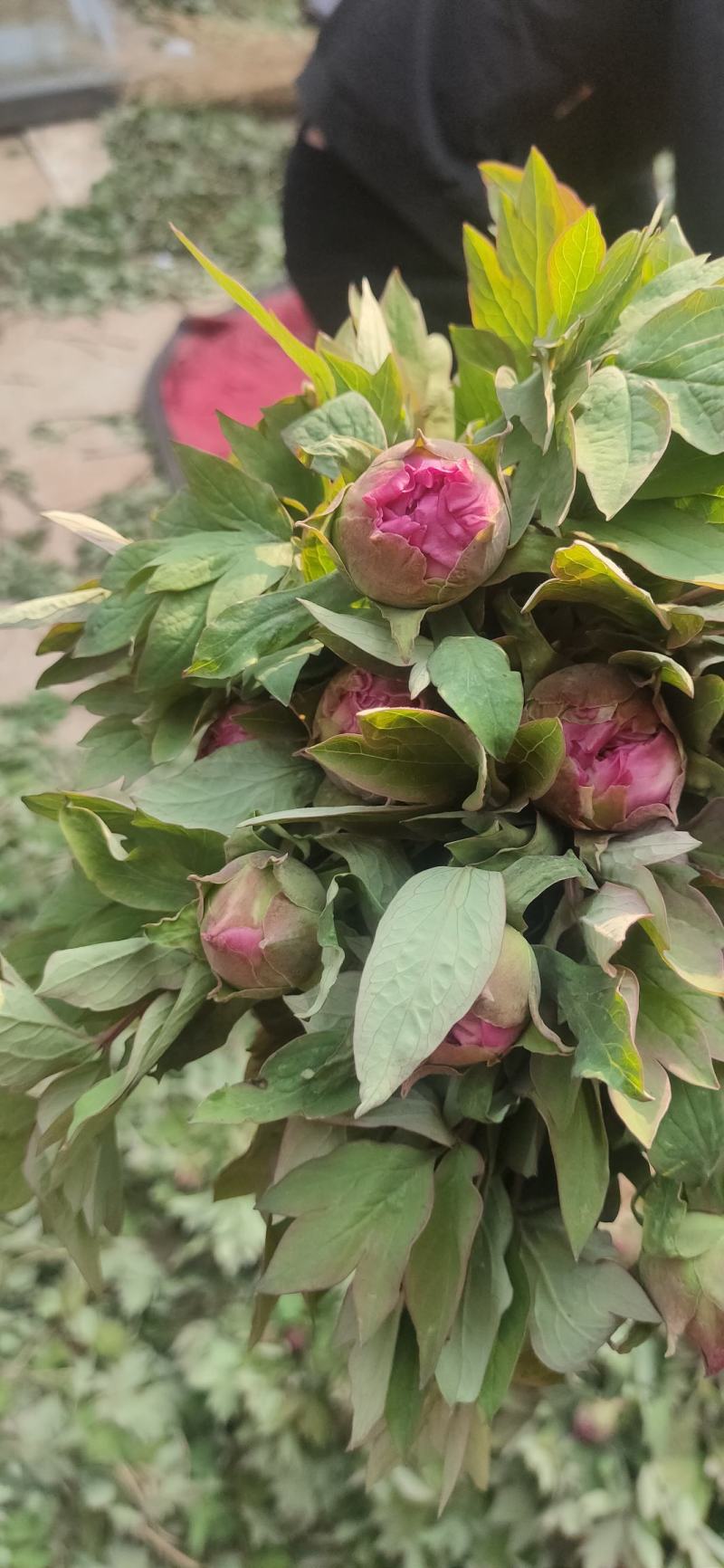 牡丹鲜切花，品种齐全，保证质量，支持快递，空运