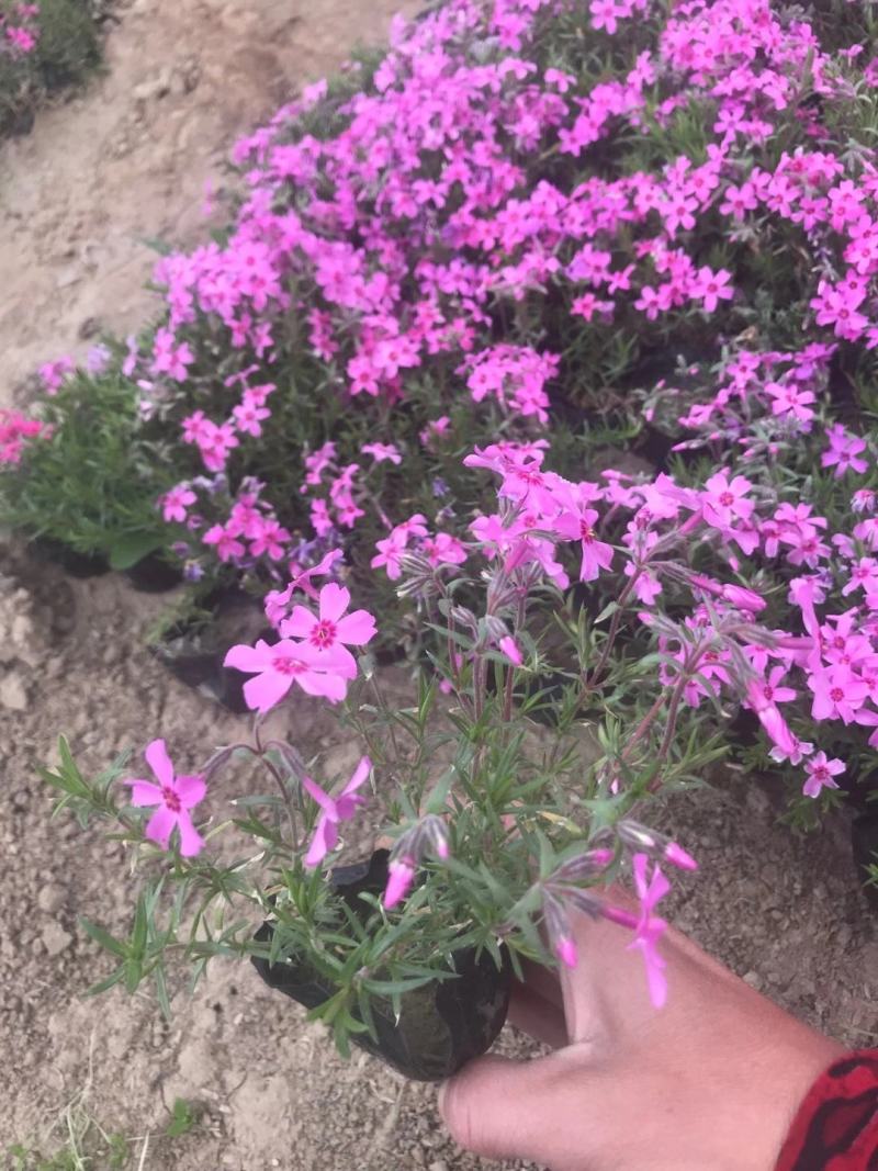 山东省青州芝樱基地供应芝樱产地丛生福禄考基地