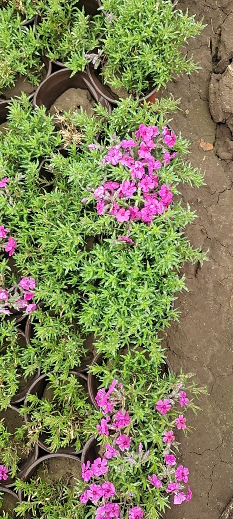 山东省青州芝樱基地供应芝樱产地丛生福禄考基地
