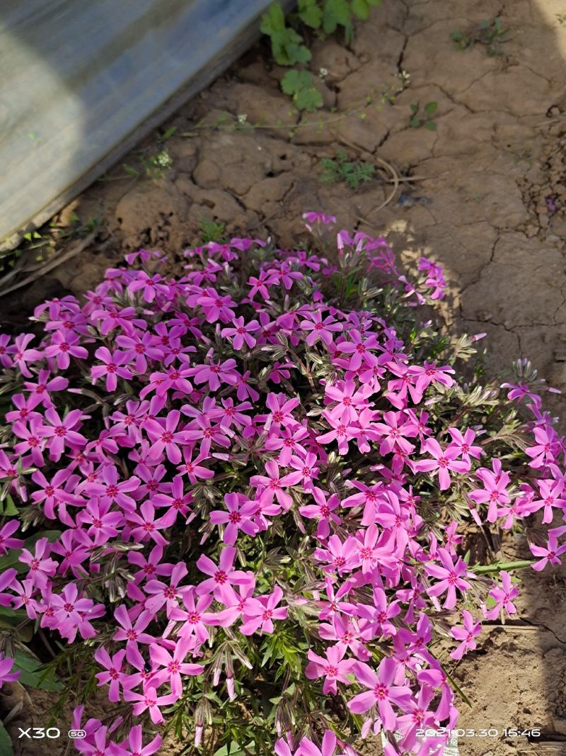 山东省青州芝樱基地供应芝樱产地丛生福禄考基地