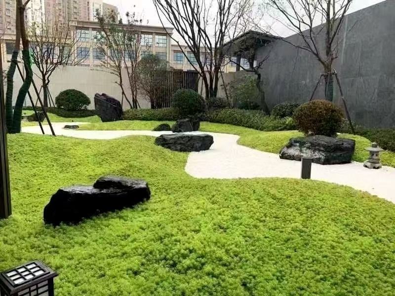 山东省青州佛甲草金叶佛甲草佛甲草基地屋顶绿化