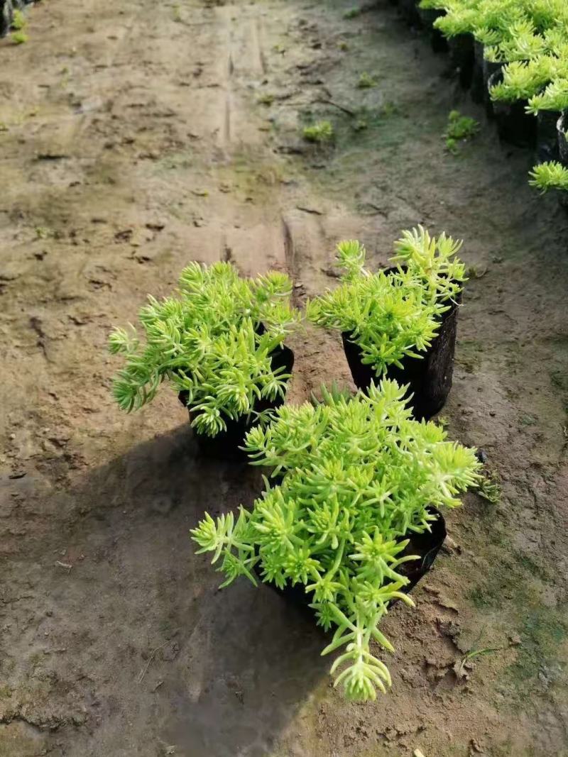 山东省青州佛甲草金叶佛甲草佛甲草基地屋顶绿化