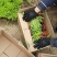 山东省青州佛甲草金叶佛甲草佛甲草基地屋顶绿化
