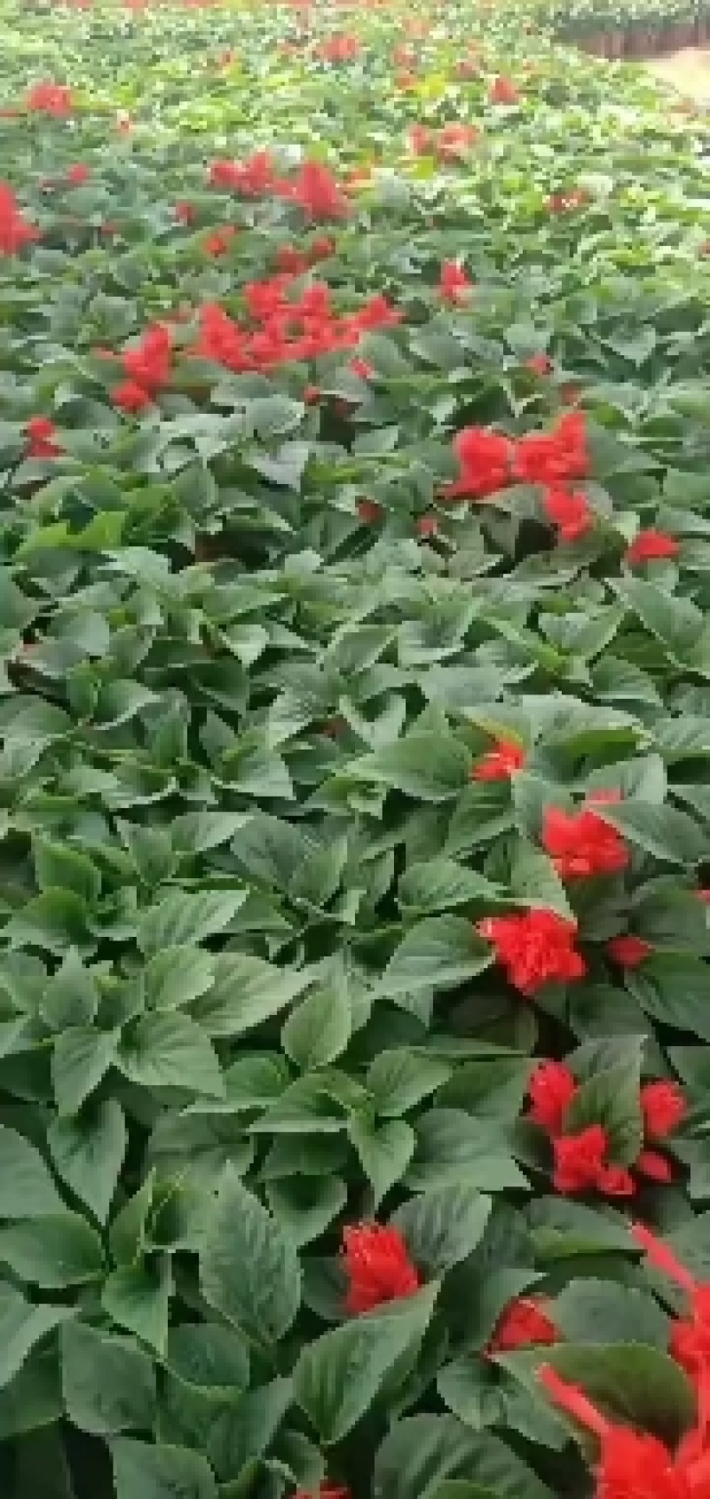 四种颜色繁星花繁星花基地五星花基地基地供应繁星花