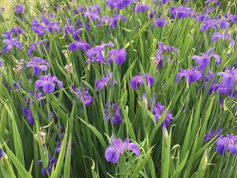开黄色花万寿菊黄花万寿菊万寿菊生产基地万寿菊基地