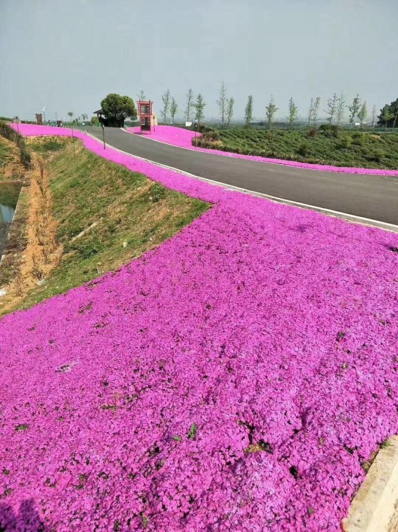 山东省青州市基地供应双色盆银叶菊小盆银叶菊生产基地