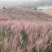 山东省青州粉黛乱子草基地粉黛乱子草盆苗粉黛乱子草小苗