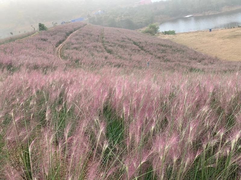 山东省青州粉黛乱子草基地粉黛乱子草盆苗粉黛乱子草小苗