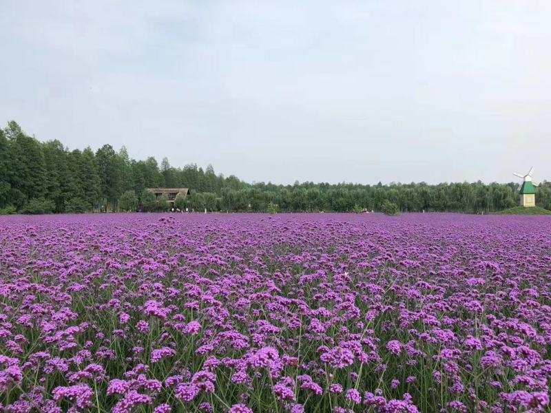 山东省青州粉黛乱子草基地粉黛乱子草盆苗粉黛乱子草小苗