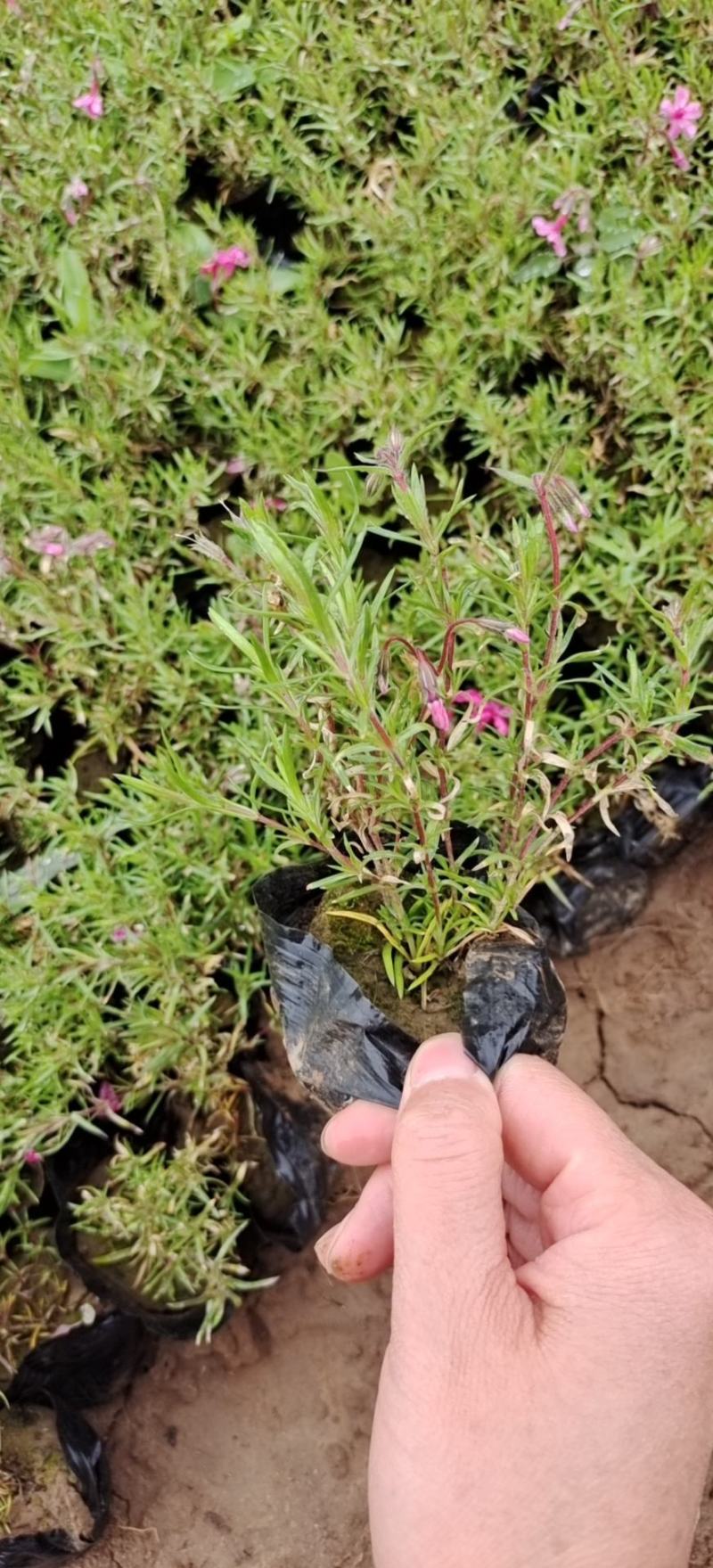 丛生福禄考芝樱多年生常绿耐寒宿根草本植物
