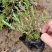 丛生福禄考芝樱多年生常绿耐寒宿根草本植物