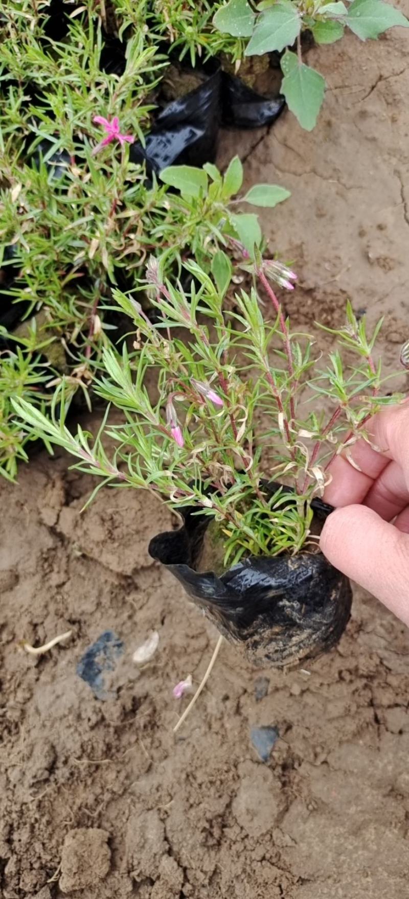 丛生福禄考芝樱多年生常绿耐寒宿根草本植物