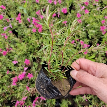 丛生福禄考芝樱多年生常绿耐寒宿根草本植物