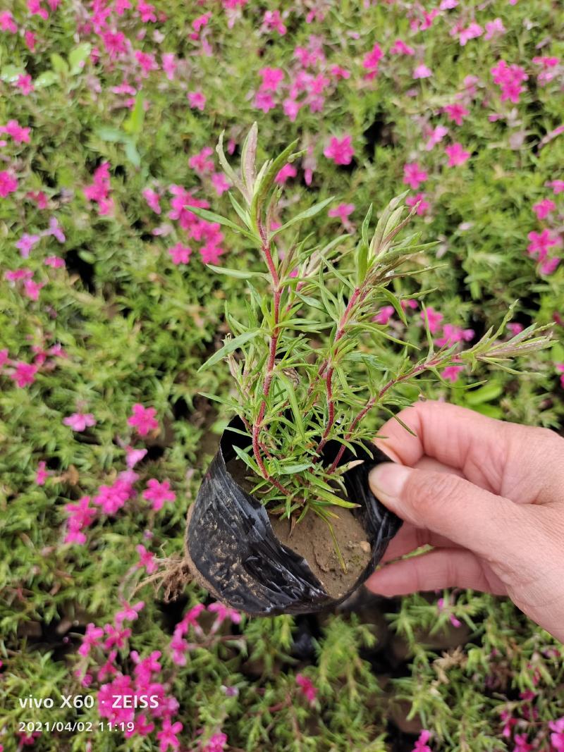 丛生福禄考芝樱多年生常绿耐寒宿根草本植物
