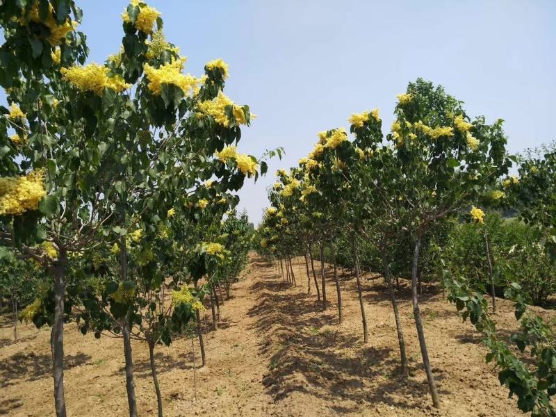 黄花丁香地径3公分价格黄花丁香3公分价格江苏盐城