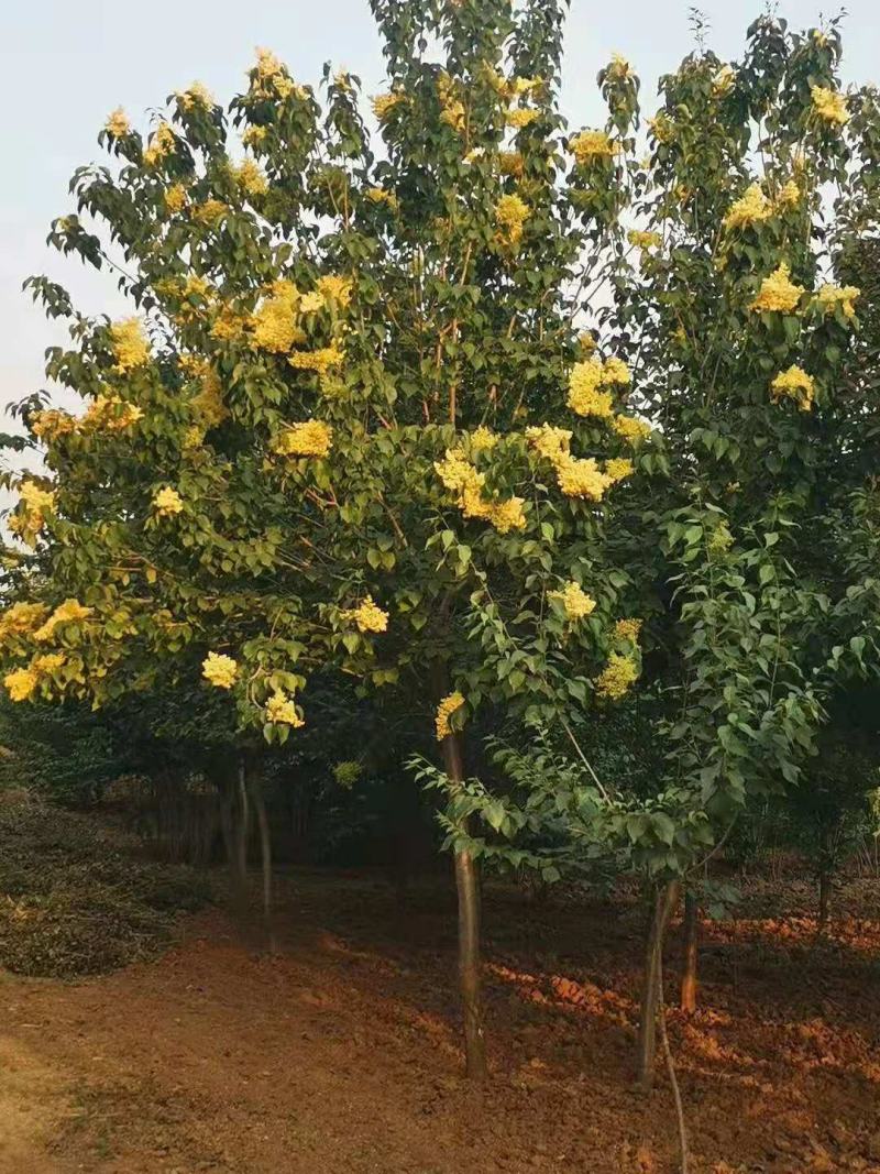 黄花丁香地径3公分价格黄花丁香3公分价格江苏盐城