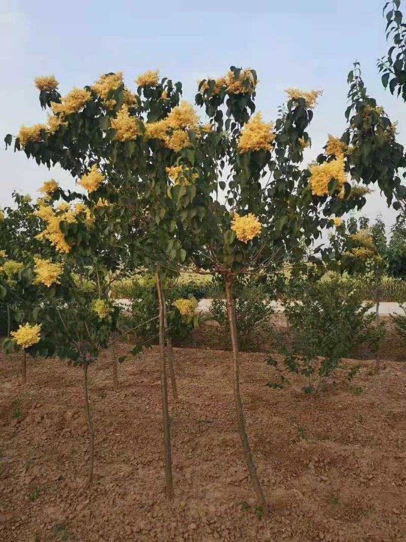 黄花丁香地径3公分价格黄花丁香3公分价格江苏盐城