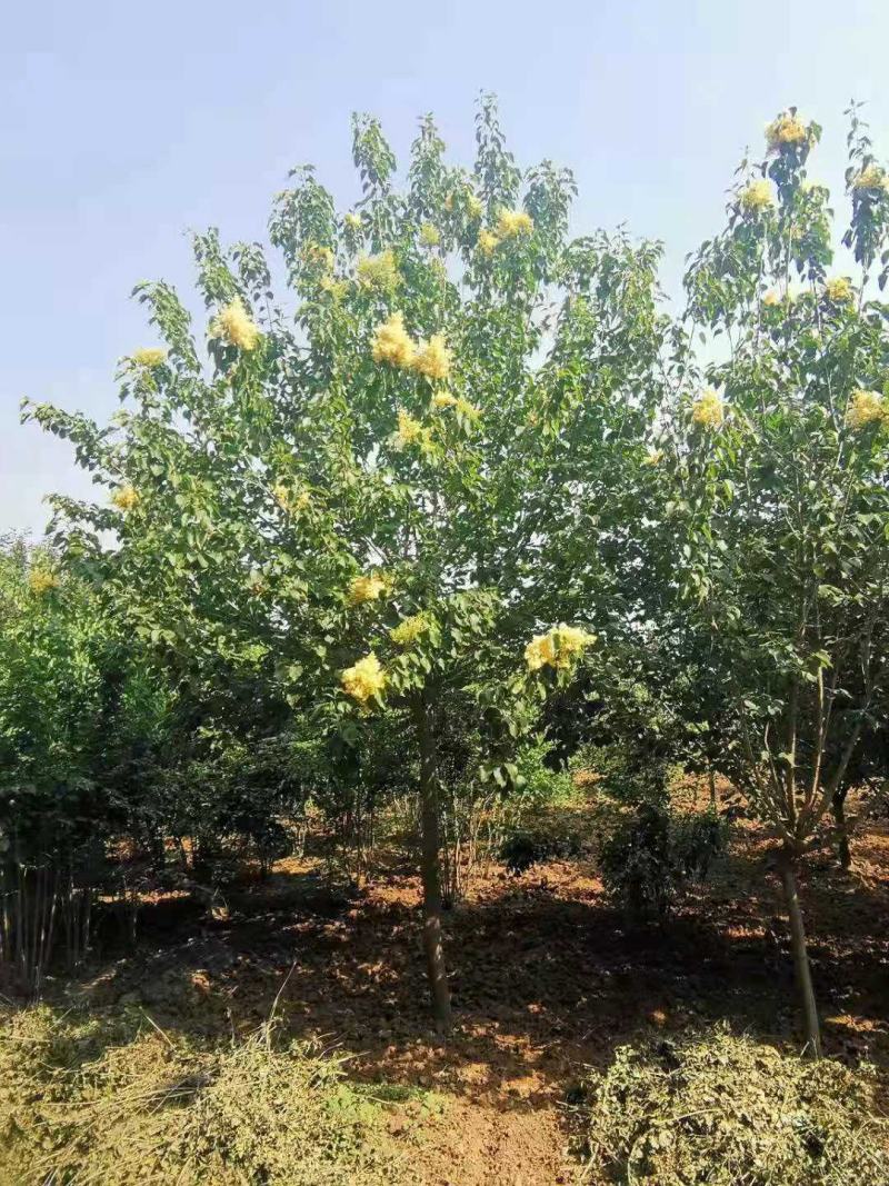 黄花丁香地径3公分价格黄花丁香3公分价格江苏盐城