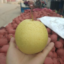 赵县梨精品雪梨产地直发回购率高口感脆甜可视频看货