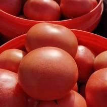 硬粉西红柿量大供应，产地直销价格低廉欢迎订购东石来宾菜场