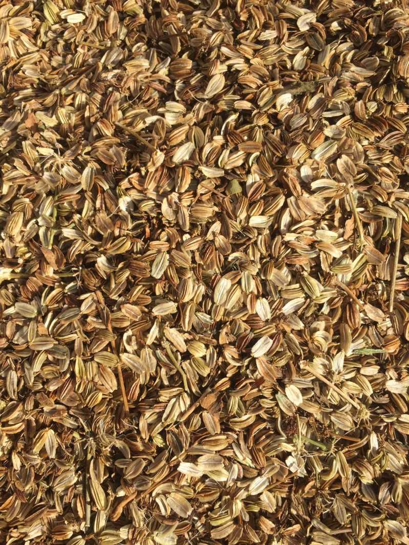一年生中药材种籽，产量好。