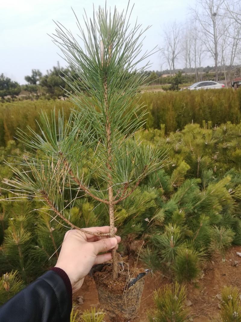 五十公分黑松苗，适合荒山绿化，道路绿化，造型毛坯一手货源