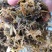 青储草青储玉米杆牛羊驴马饲料草厂家直销