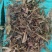 青储草青储玉米杆牛羊驴马饲料草厂家直销