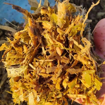 青储草青储玉米杆牛羊驴马饲料草厂家直销