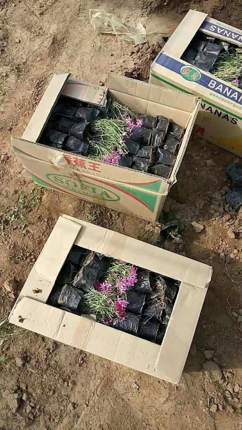 芝樱丛生福禄考基地直销山东青州供应各种地被绿化苗木