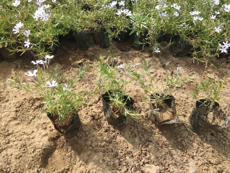 芝樱丛生福禄考基地直销山东青州供应各种地被绿化苗木