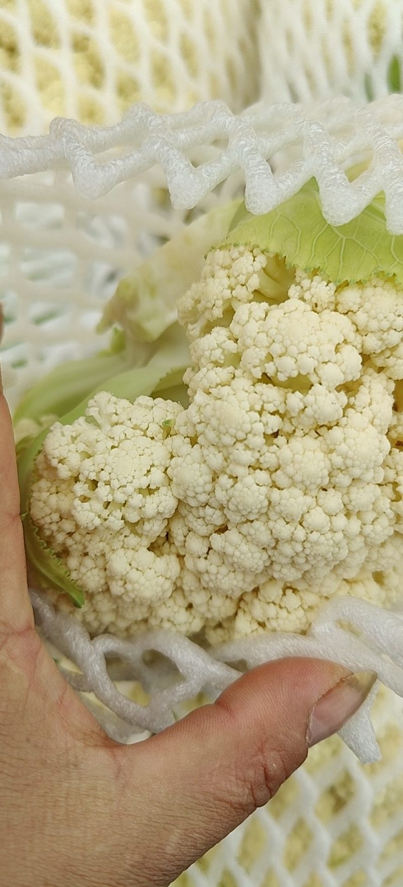 云南松花，基地货，星大优惠