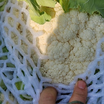 云南松花，基地货，星大优惠