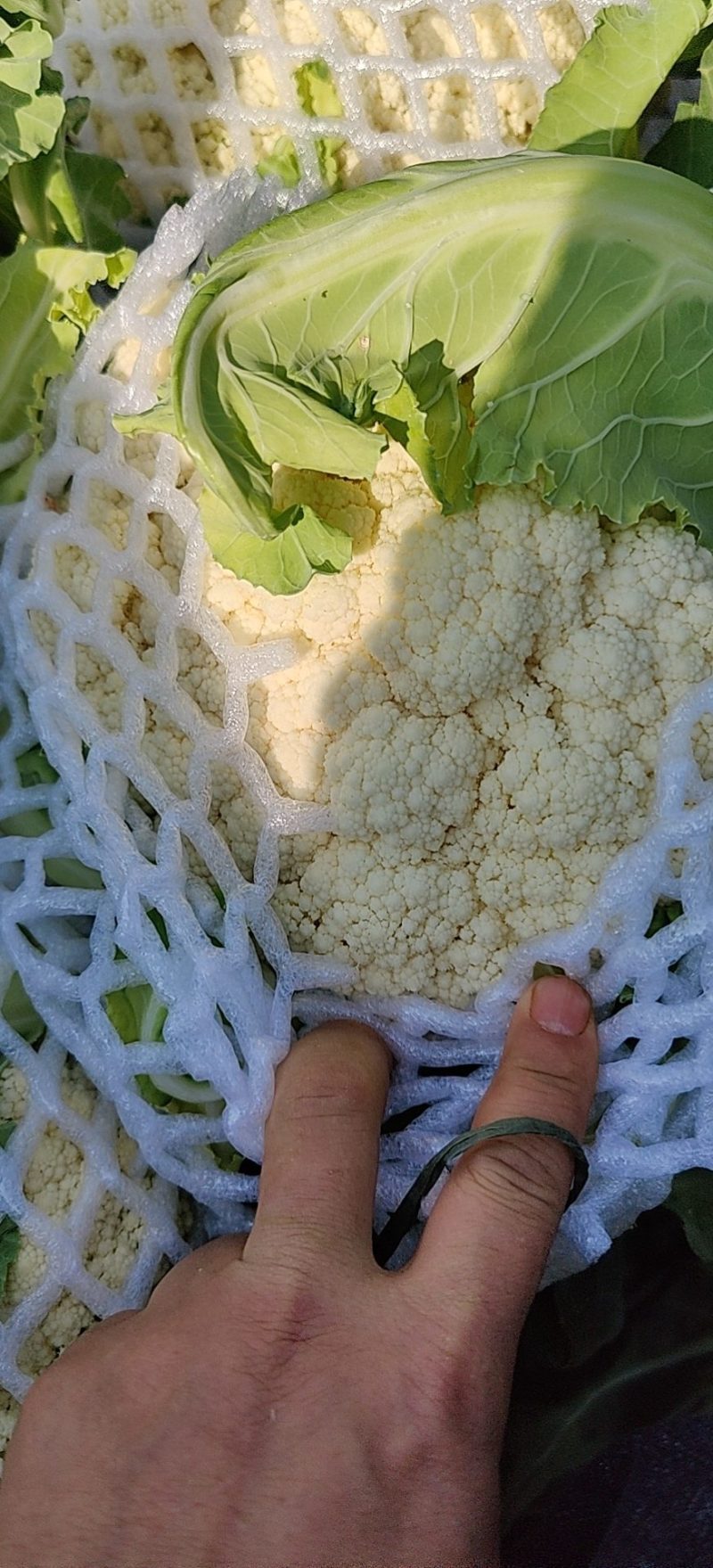 云南松花，基地货，星大优惠