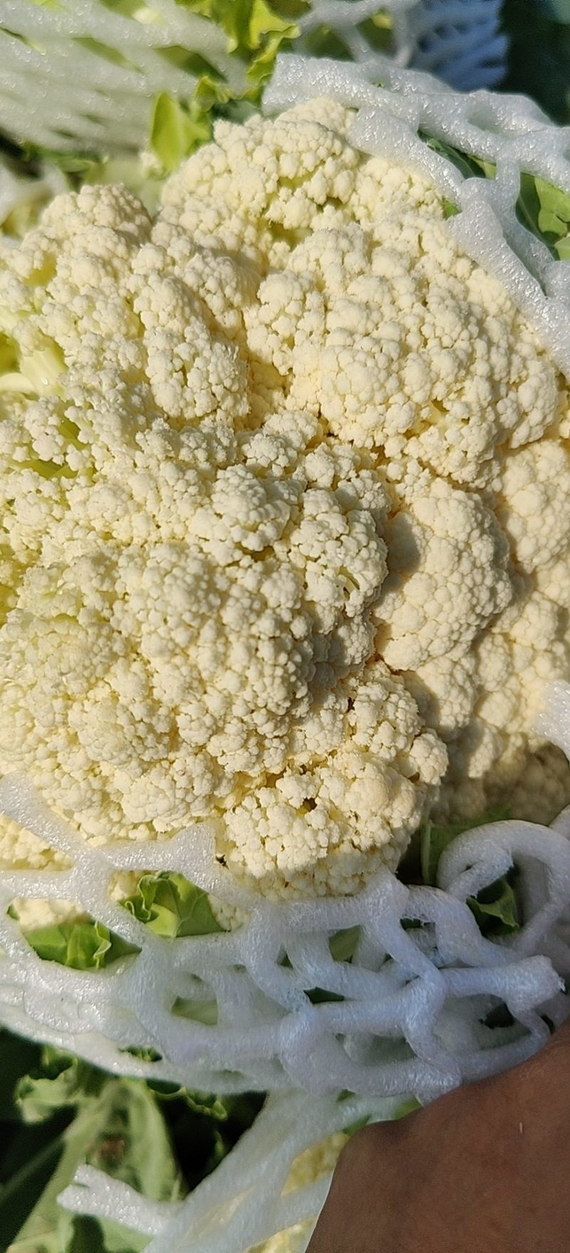 云南松花，基地货，星大优惠