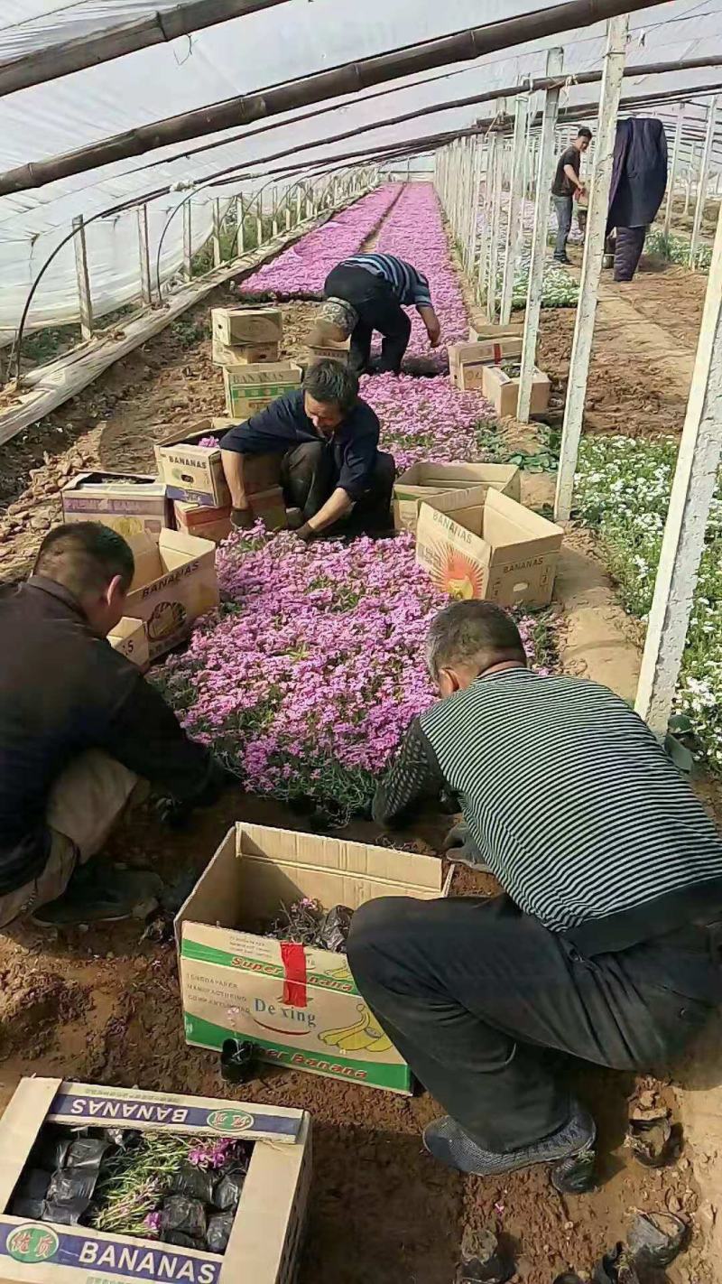 芝樱丛生福禄考基地直销山东青州供应各种地被绿化苗木