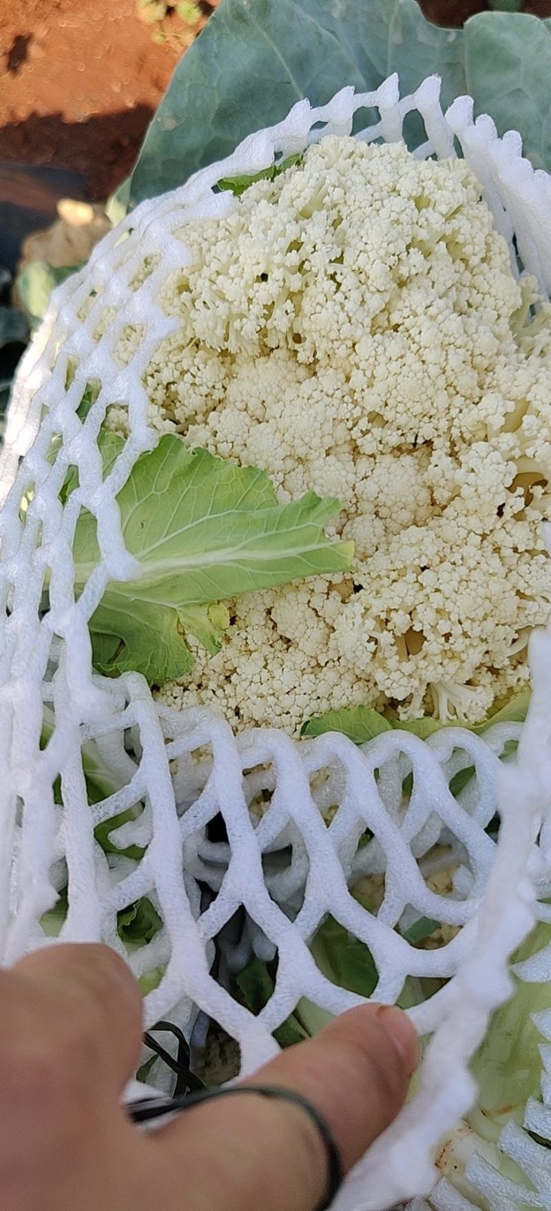 云南松花，基地货，星大优惠