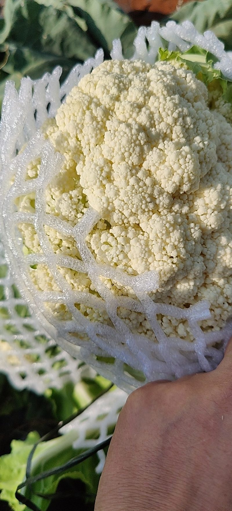 云南松花，基地货，星大优惠