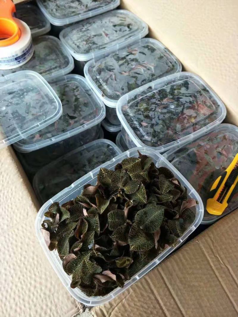 福建中草药仿野生金线莲林下鲜货自家种植一手货源长期