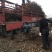 占地大葡萄树基地直供各种规格大葡萄树裸根上车