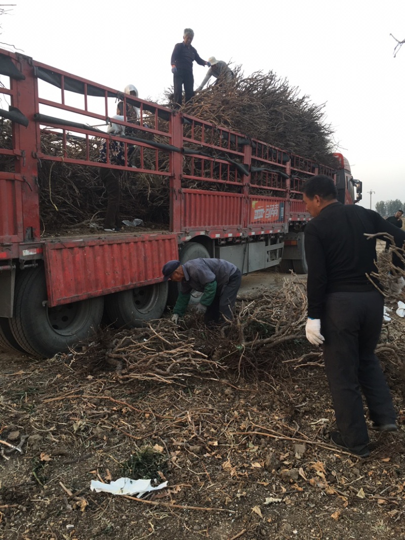 占地大葡萄树基地直供各种规格大葡萄树裸根上车