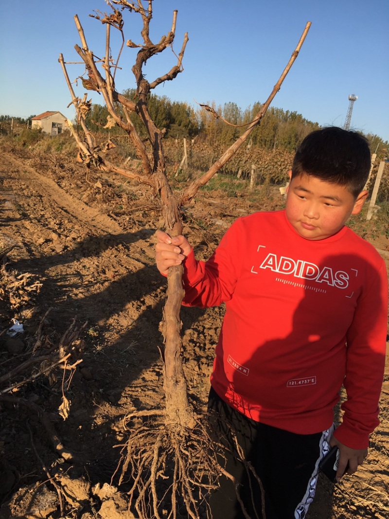 占地大葡萄树基地直供各种规格大葡萄树裸根上车