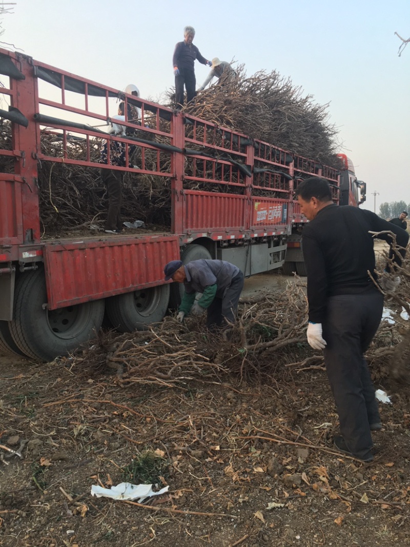 占地大葡萄树基地直供各种规格大葡萄树裸根上车