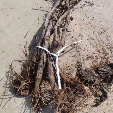 占地大葡萄树基地直供各种规格大葡萄树裸根上车