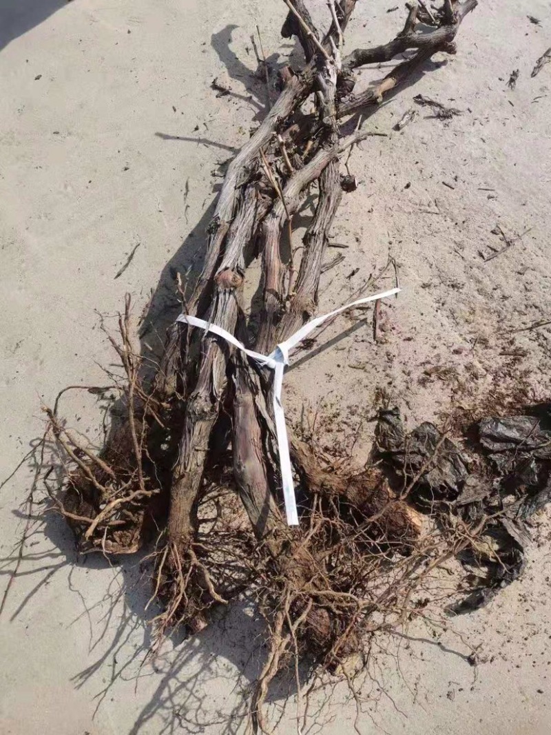 占地大葡萄树基地直供各种规格大葡萄树裸根上车