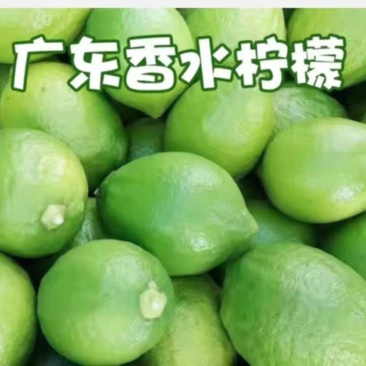 柠檬苗香水柠檬苗青柠檬尤力克柠檬苗四季可种包邮