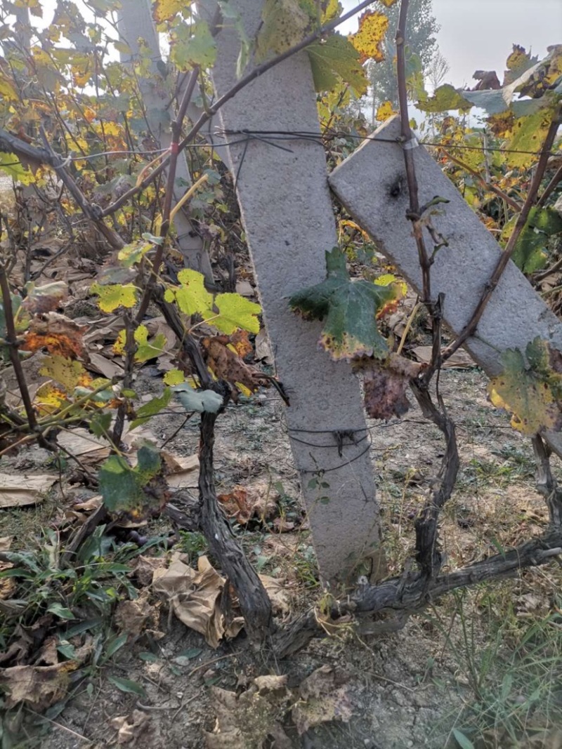 占地大葡萄树基地直供各种规格大葡萄树裸根上车