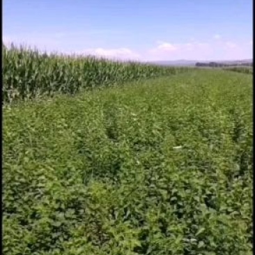 紫花丁香树苗常年大量供应