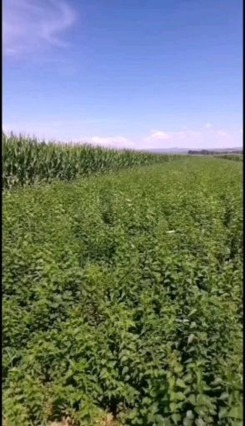 紫花丁香树苗常年大量供应