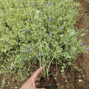 花叶蔓长春基地直销山东青州供应各种地被绿化苗木